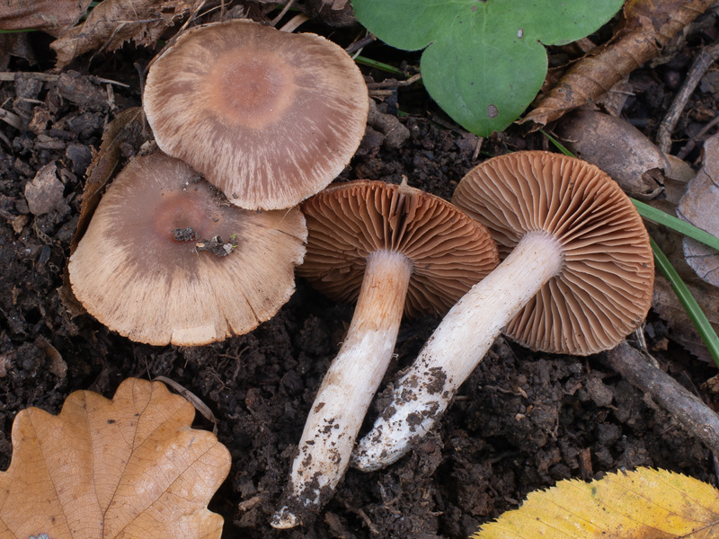 Cortinarius diabolicorigens